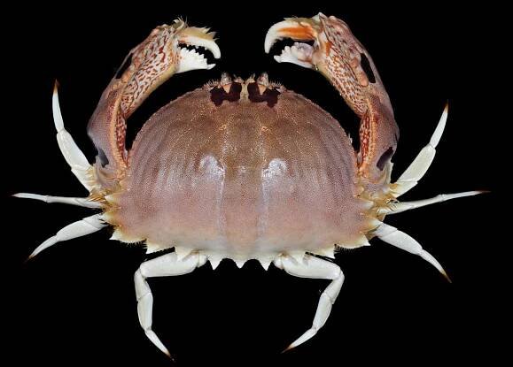 Crab Database · Krabi