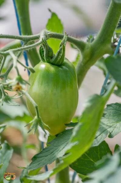 Seedling Follow-up 2019 | Tomatofifou