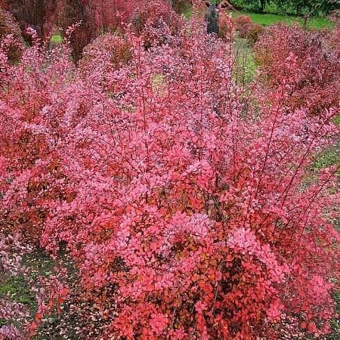 Dřišťál Atropurpurea 1 ks květináč Sazenice Sazenice Okrasné keře