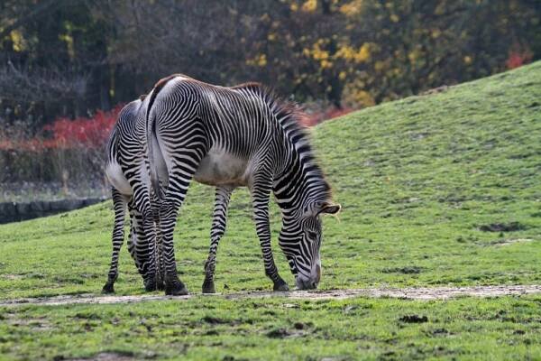 Pardubice zaplavily zebry. Jednomu lichokopytníkovi mohou lidé vybrat i jméno