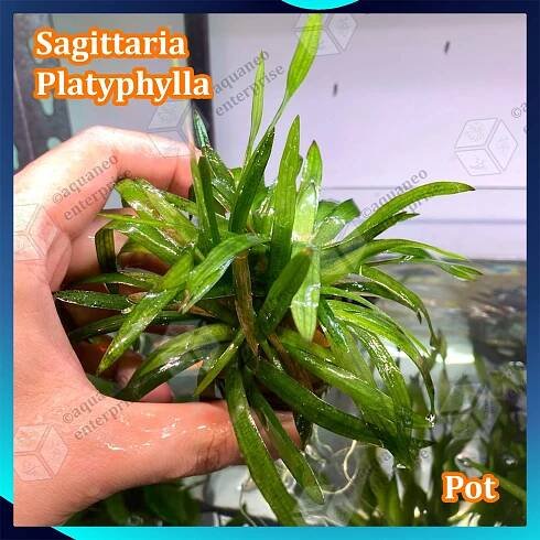 [Low Tech] Sagittaria Platyphylla LP Aquatic Plant - Pot | Aquaneo Enterprise
