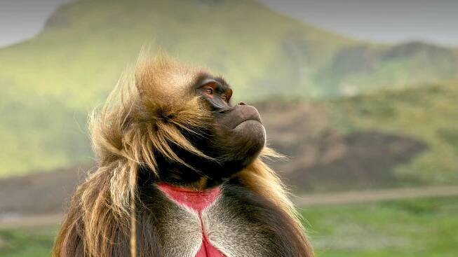 Male gelada looking to the right as the wind blows his long hair