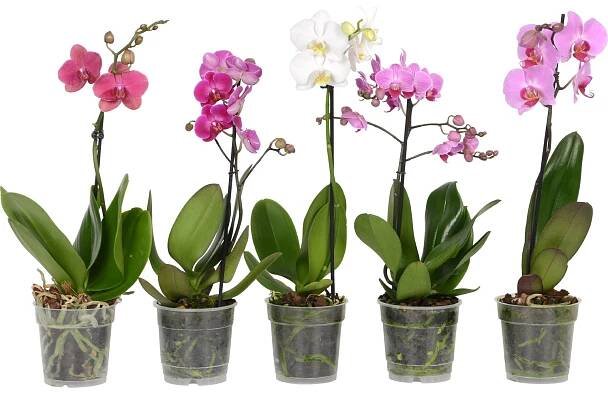 Orchidej motýlokvětá 1 výhon nakoupit u OBI