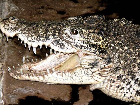 Krokodýlí ZOO Protivín