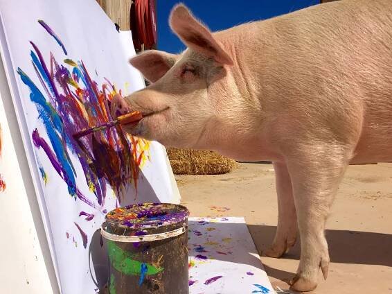 Meet ‘Pigcasso’: The painting hog at the center of the art world