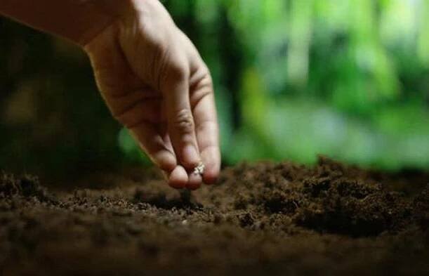 Jak vypadá rostlina ovsa, výsevek na 1 hektar v kg a technologie pěstování