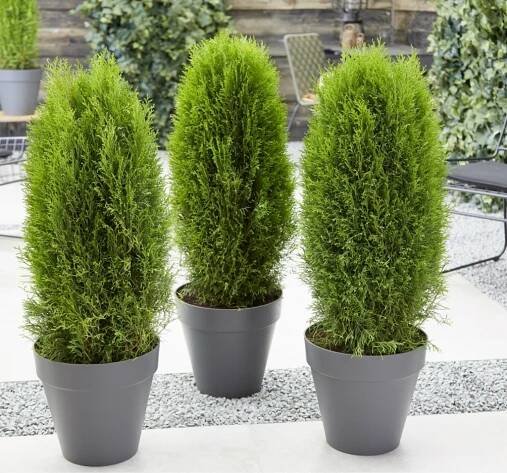 Jak rychle roste Thuja globulus?