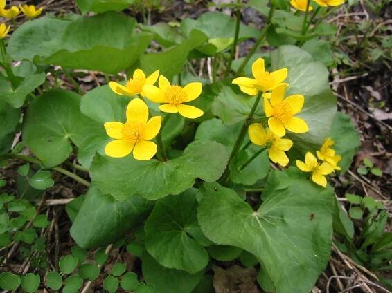 Caltha