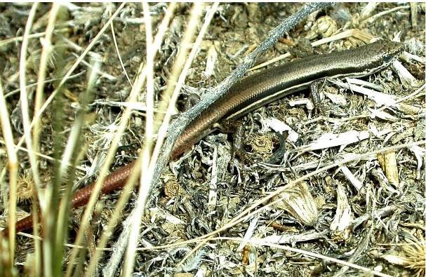 Morethia boulengeri