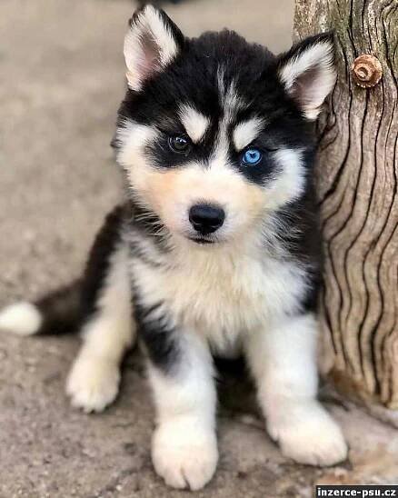 Sibiřský husky – 2 fenky a 3 pejsci s PP k odběru.