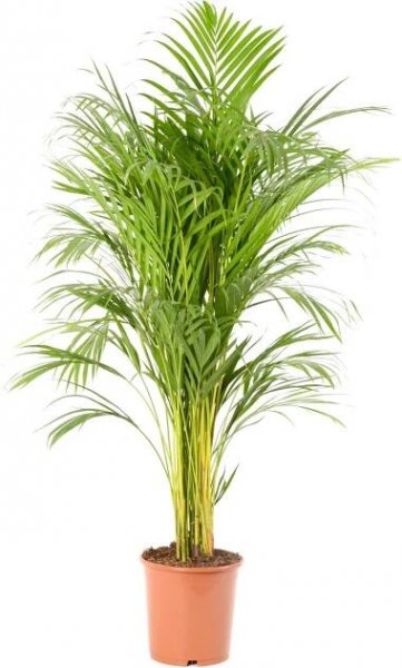 GROW by OBI Areka palma zlatoplodá (Areca Dypsis lutescens) pr. kv. 21 cm