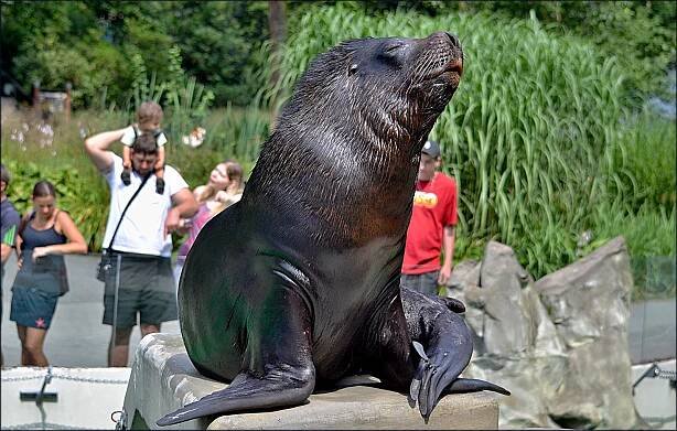 Liberecká zoo smutní. Uhynula šestnáctiletá samice lachtana jménem Mano