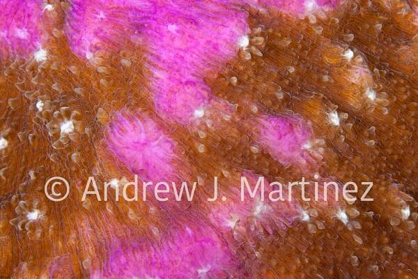Patterns In Nature | AndrewJMartinez.com