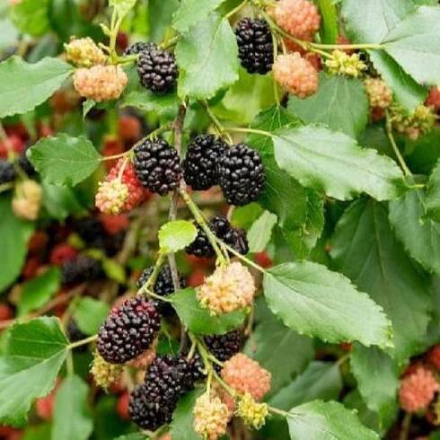 Morus Mojo Berry