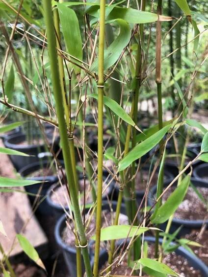 PHYLLOSTACHYS AUREOSULCATA ´´SPECTABILIS´´ - Bambusy.cz
