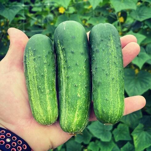 Super Max Cucumber Seed from Lazy Dog Farm