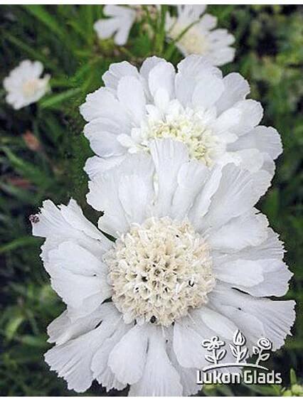 Scabiosa caucasica PERFECTA ALBA - hlaváč kavkazský - Lukon Glads s.r.o.