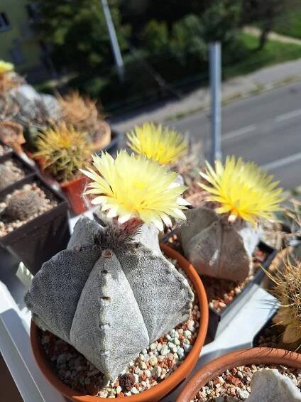Astrophytum - Kaktusové fórum KKP