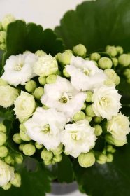 Kolopejka "Calandiva" bílá pr. květináče cca 9 cm Kalanchoe bossfeldiana koupit v OBI
