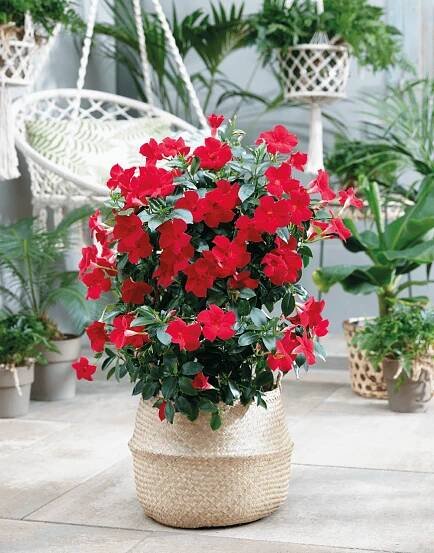 Sundaville® Fashion Red