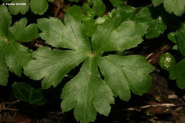 Sanicula europaea - žindava evropská | Apiaceae - miříkovité | Natura Bohemica