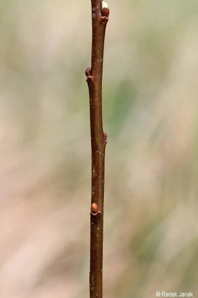 Salix aurita | Květena Šumavy