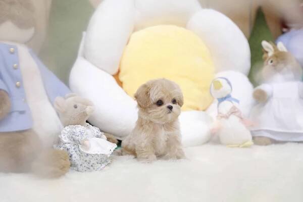 Mini Maltipoo for sale - Toby