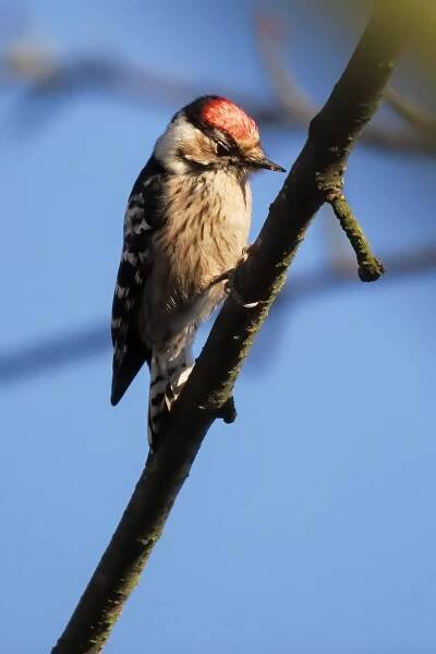 Strakapoud malý (Dendrocopos minor)
