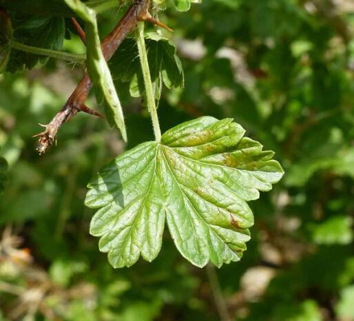 Ribes uva-crispa L. - Portale della Flora d'Italia / Portal to the Flora of Italy
