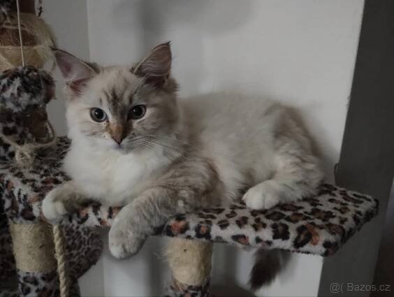 Ragdoll