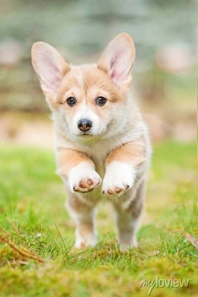 Pembroke welsh corgi štěně běh • nálepky na zeď svetr, velština, dvůr |  myloview.cz