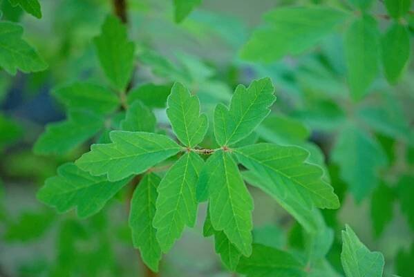 Javor šedý (Acer griseum), listy