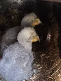 V brněnské zoo se podařilo poprvé odchovat papouška nestora keu