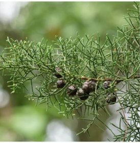 Jalovec čínský – Juniperus chinensis – prodej semen jalovce