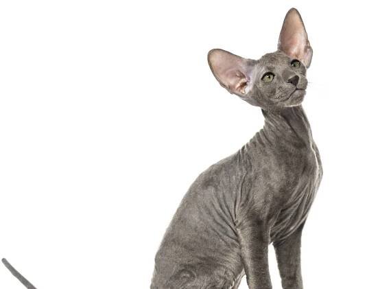 peterbald cat