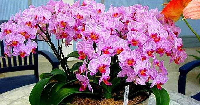 Podle odborníků mnoho lidí pěstuje orchideje špatně. Stačí změnit místo a rostlina se probudí k životu