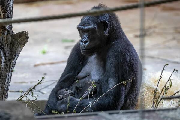 FOTO: Další přírůstek v pražské zoo. Podívejte se na čerstvě narozené gorilí mládě
