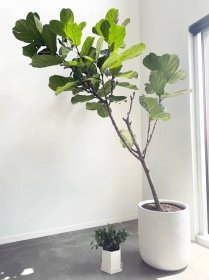 fiddle leaf fig tree in an apartment
