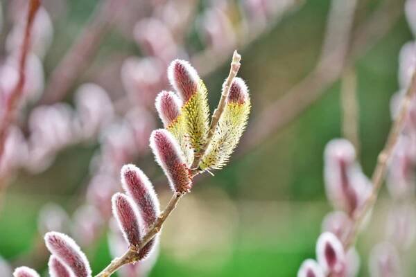 Vrba štíhlopestíková (Salix gracilistyla)