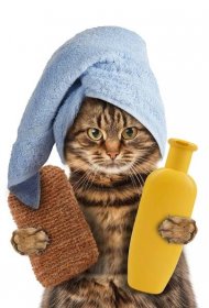 Funny kočka se myje