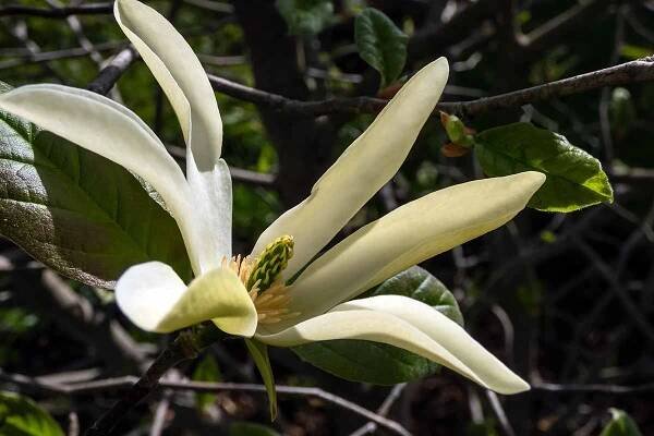 A close up horizontal image of a large flower of the cucumber tree pictured in light sunshine on a soft focus background.