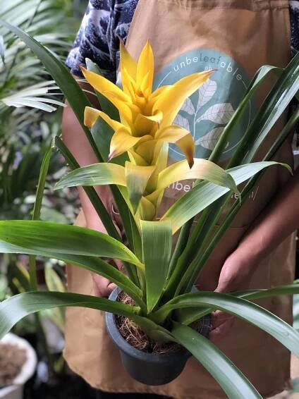 Scarlet Star Bromeliad - Unbeleafable