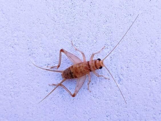 domácí cvrček, cvrček-hmyz cvrčci zvířata acheta domesticus, grillo domestico, acheta domestica detail jhingur zobrazit obrázek stock fotografie - crickets - stock snímky, obrázky a fotky