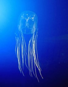 Nejjedovatější medúza