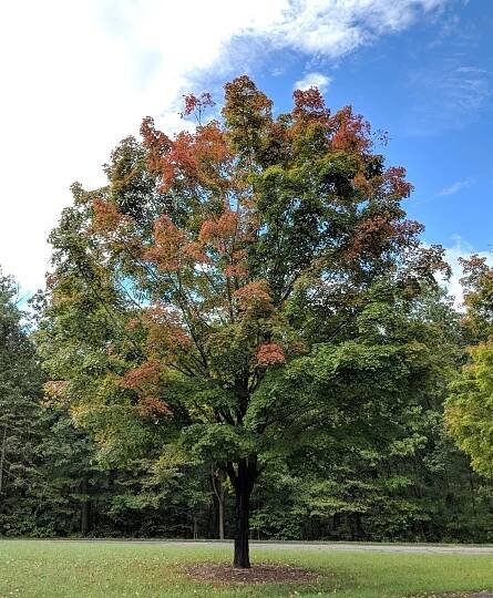Sugar Maple