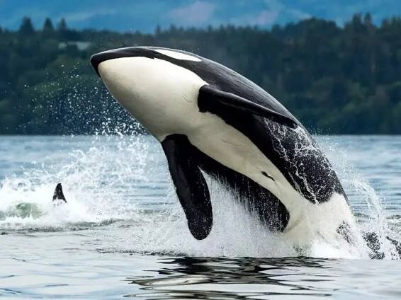 Who is Kiska, the Orca? Jessica Radclifee Orca Attack Viral Video brings Kiska to limelight. Here’s sordid tal
