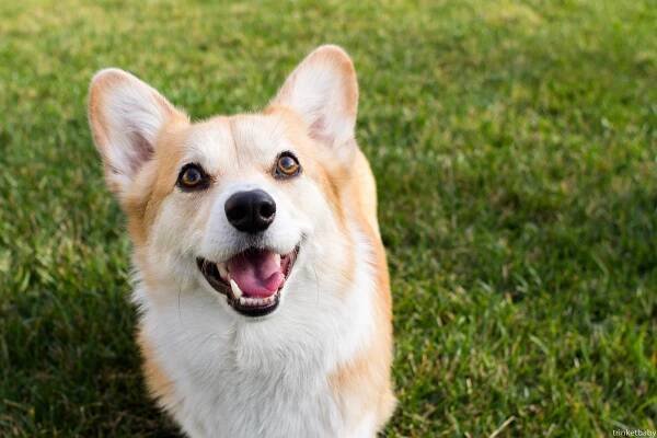 Tapety : Pes, pes jako savec, psí plemeno, welsh corgi, pembroke welsh ...