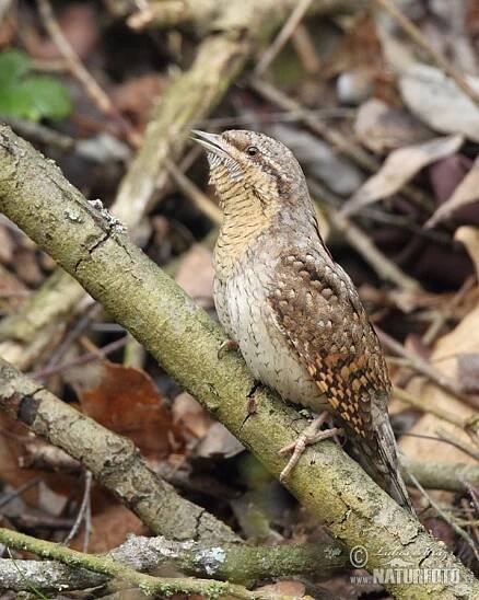 Krutihlav obecný | Naturfoto.cz