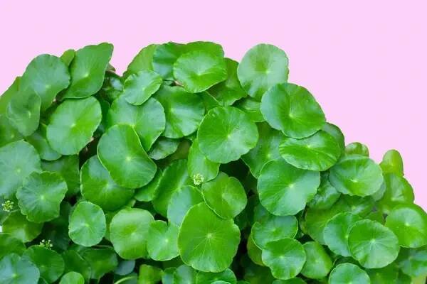 Centella asiatica (gotu kola). Fresco verde foglie erbe sfondo. — Immagini Stock