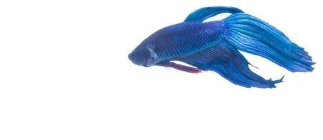 SIAMESE FIGHTING FISH, s černotou. Izolované bílé pozadí — Stock obrázek